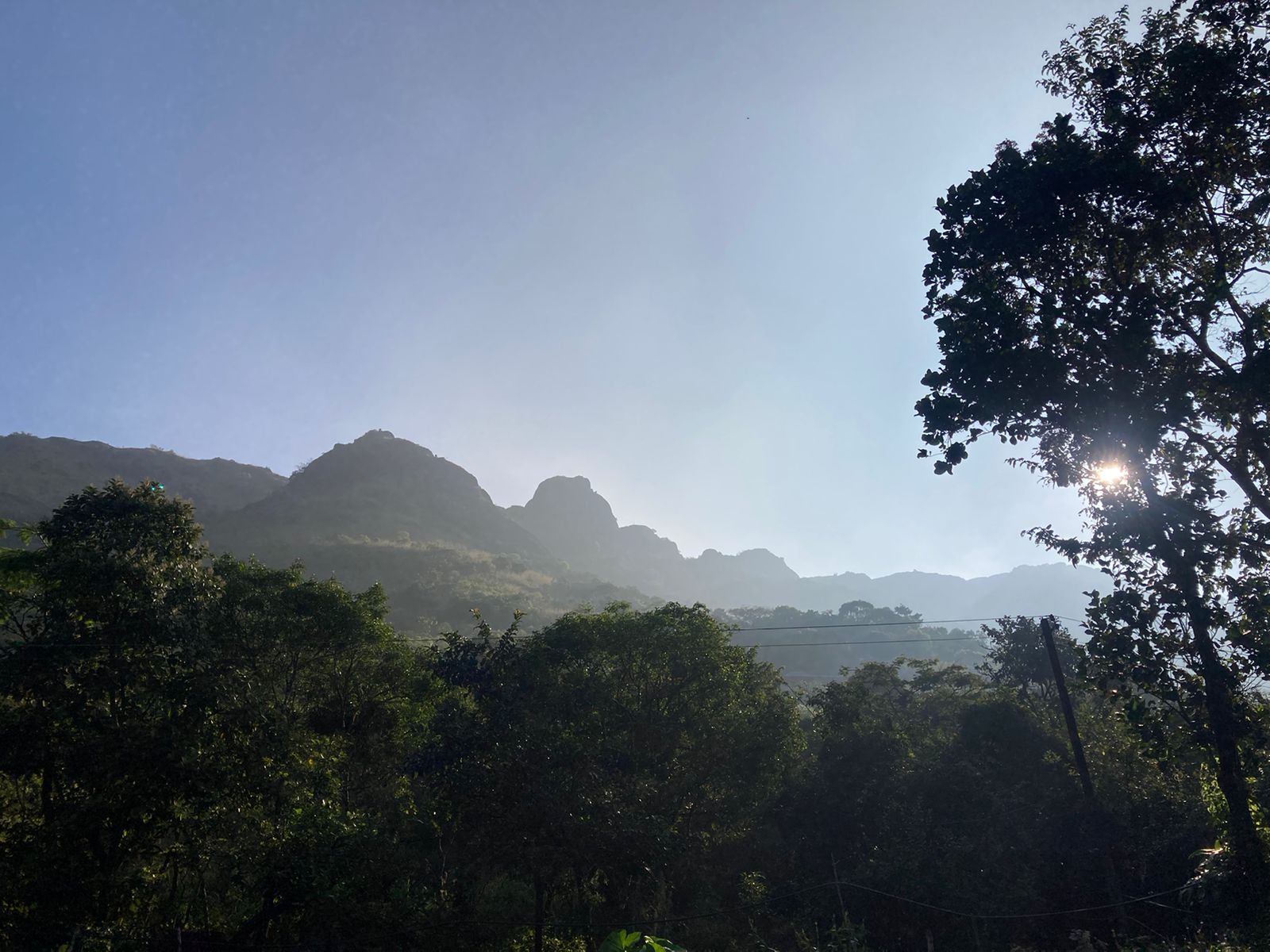 WithInn Woods Forest